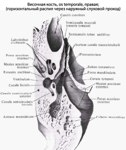 Omul temporal al omului, anatomia osului temporal, structura, funcțiile, imaginile de pe eurolab