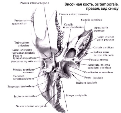 Omul temporal al omului, anatomia osului temporal, structura, funcțiile, imaginile de pe eurolab