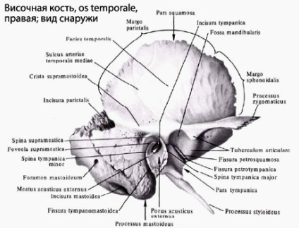 Omul temporal al omului, anatomia osului temporal, structura, funcțiile, imaginile de pe eurolab