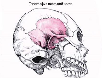 Omul temporal al omului, anatomia osului temporal, structura, funcțiile, imaginile de pe eurolab