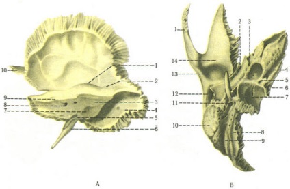 Oasele temporare, cortexul cerebral, osteologia, anatomia umană