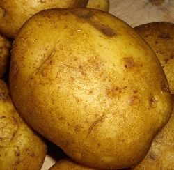 Soiuri de cartofi cu randament ridicat