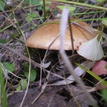 În pădure pentru ciuperci - din Siberia