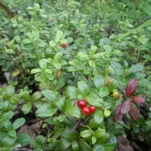 În pădure pentru ciuperci - din Siberia