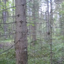 În pădure pentru ciuperci - din Siberia