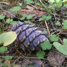 În pădure pentru ciuperci - din Siberia