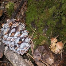 În pădure pentru ciuperci - din Siberia