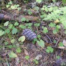 În pădure pentru ciuperci - din Siberia