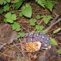 În pădure pentru ciuperci - din Siberia
