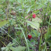 În pădure pentru ciuperci - din Siberia