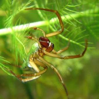 Spider de apă