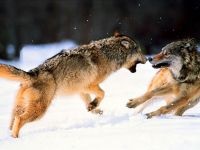 Wolf farkas monogám, házastársukat, a hierarchia a farkasok, a domináns állat vnutristaynaya