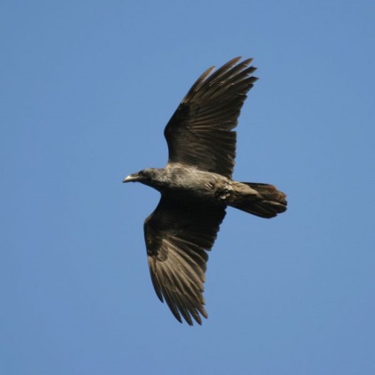 Raven corvus corax - cyop