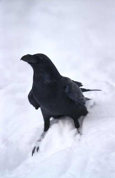 Raven corvus corax - cyop