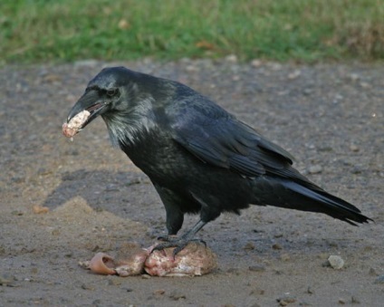 Raven corvus corax - cyop