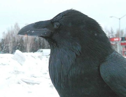 Raven corvus corax - cyop