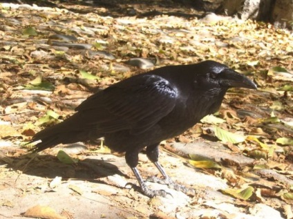 Raven corvus corax - cyop
