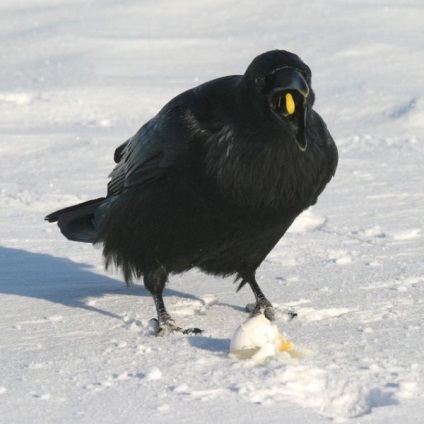 Raven corvus corax - cyop