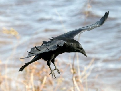 Raven corvus corax - cyop