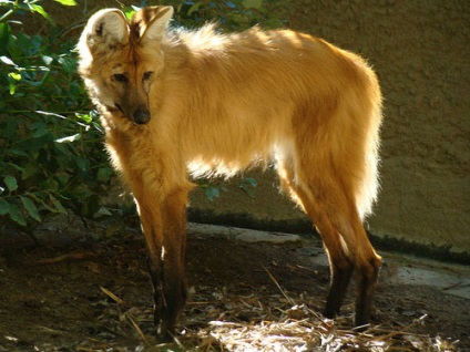 Apariția animalelor multicelulare (metazoa)