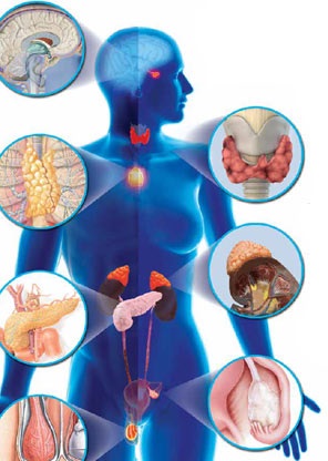 Medicul endocrinolog