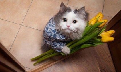 Ziua Mondială de Pisică și Pisică, 1 martie, Rusia