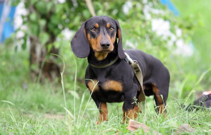 Câinele adult schimbă proprietarii, site-ul dachshund