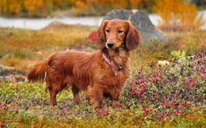 Câinele adult schimbă proprietarii, site-ul dachshund