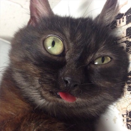 Éles nyelvű macska Mr. mágus vált egy új csillag Instagram - hírek az élet