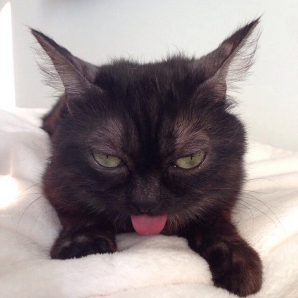 Pisica pisicii, domnul Mage, a devenit noua stea instagram - vestea vietii
