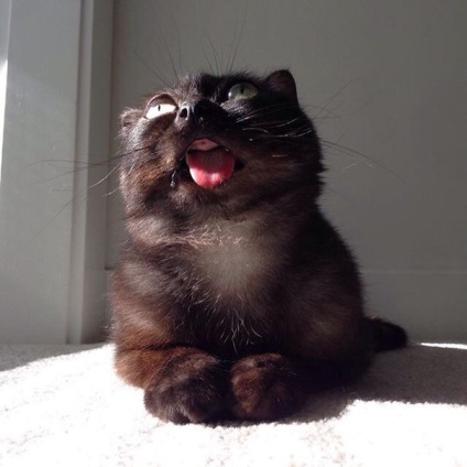 Éles nyelvű macska Mr. mágus vált egy új csillag Instagram - hírek az élet