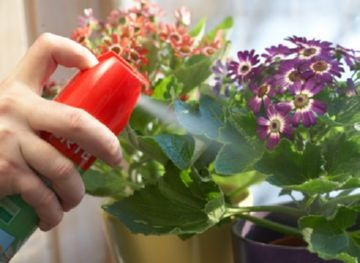Protecția plantelor împotriva dăunătorilor, mijloace eficiente și tratament corect