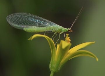 Protecția plantelor împotriva dăunătorilor, mijloace eficiente și tratament corect