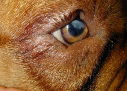 Răsucirea pleoapelor la câini cauzează, tratament, intervenție chirurgicală, fotografie, totul despre câini