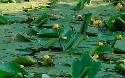 Sárga persely a tóban nőnek hasznos növények az országban