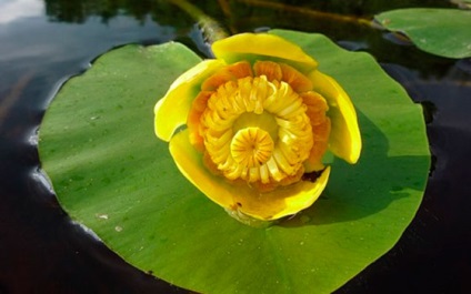 Sárga persely a tóban nőnek hasznos növények az országban