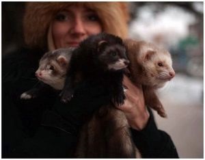 Ferret de animale și vânătoare pentru regină - supraviețuire în sălbăticie și situații extreme