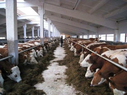 Creșterea animalelor »conținut de site-uri cu confort pentru bovine