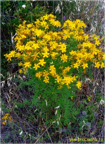 Hypericum perforatum (hypericum perforatum) specii și soiuri pentru suburbii, cultivare,