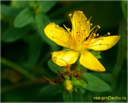 Hypericum perforatum (hypericum perforatum) specii și soiuri pentru suburbii, cultivare,