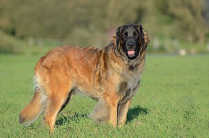 10 Cei mai mari câini