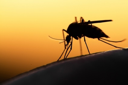 11 moduri simple de a scăpa de țânțari