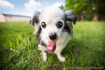 20 Lovely és vicces állatok kiálló nyelvvel és ideiglenes tartózkodási (Fotó: flickr fotó) 20 Lovely és vicces állatok kiálló nyelvvel és ideiglenes tartózkodási