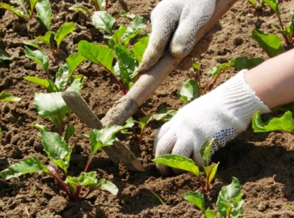 5 Răspunsuri la întrebarea cum să salvați o grădină de secetă