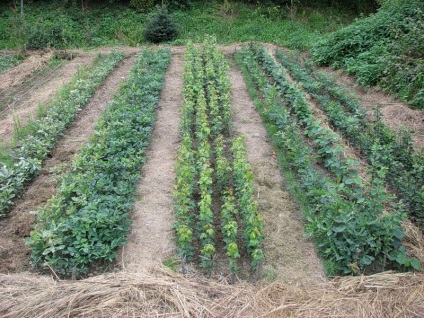 5 Răspunsuri la întrebarea cum să salvați o grădină de secetă