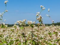 7 Secretele unei culturi înalte de legume, grădinar (gospodărie)