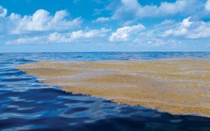 8 Fapte interesante despre Marea Sargaselor