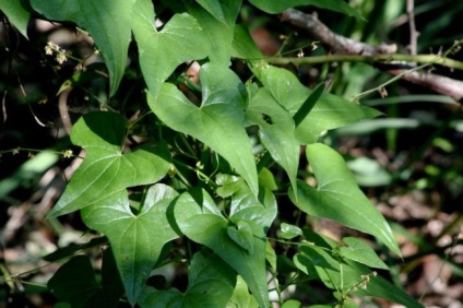 Rădăcina lui Adam (tamus vulgaris) în medicina populară, rețete, un alt nume pentru iarbă