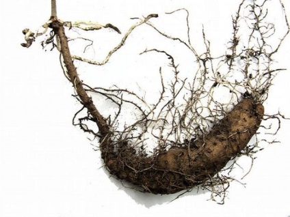 Rădăcina lui Adam (tamus vulgaris) în medicina populară, rețete, un alt nume pentru iarbă