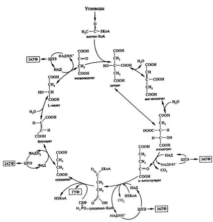 Stadiul aerobic al transformării carbohidraților